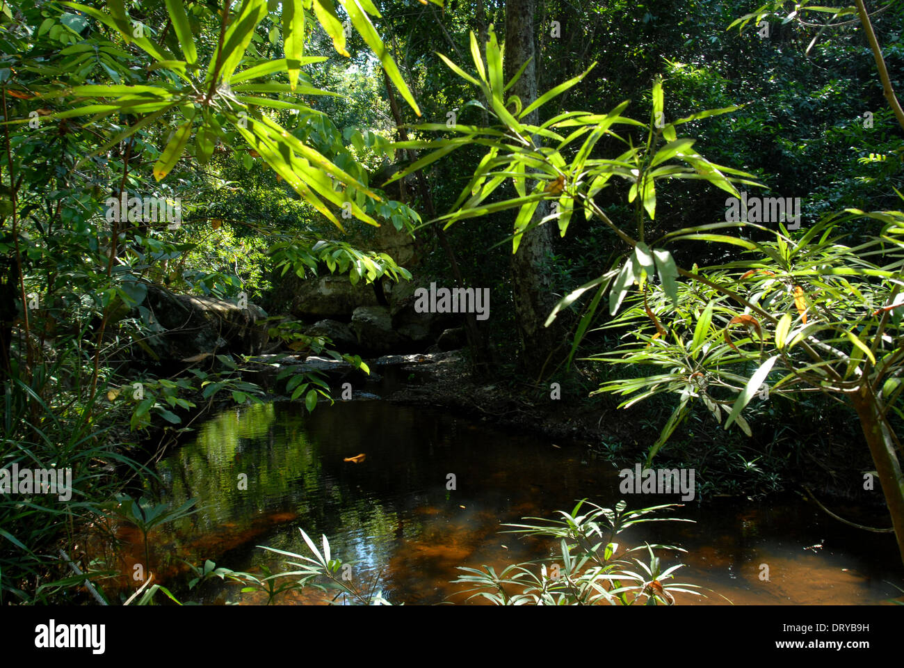tropical forest in Cambodia Stock Photo