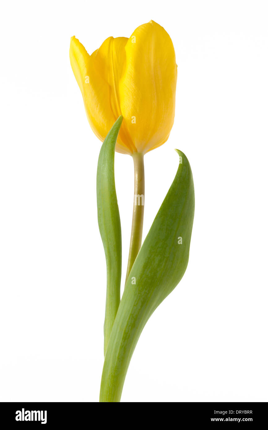 Single Detailed yellow tulip isolated on white background. Leaves positioned for amusing affect. Could easily be used for art Stock Photo
