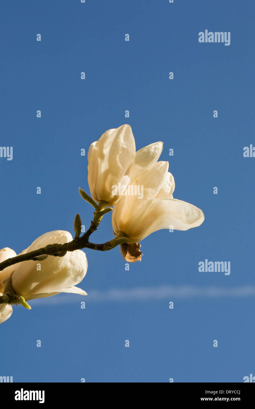 Magnolia 'Legacy' flower against a blue sky. Stock Photo