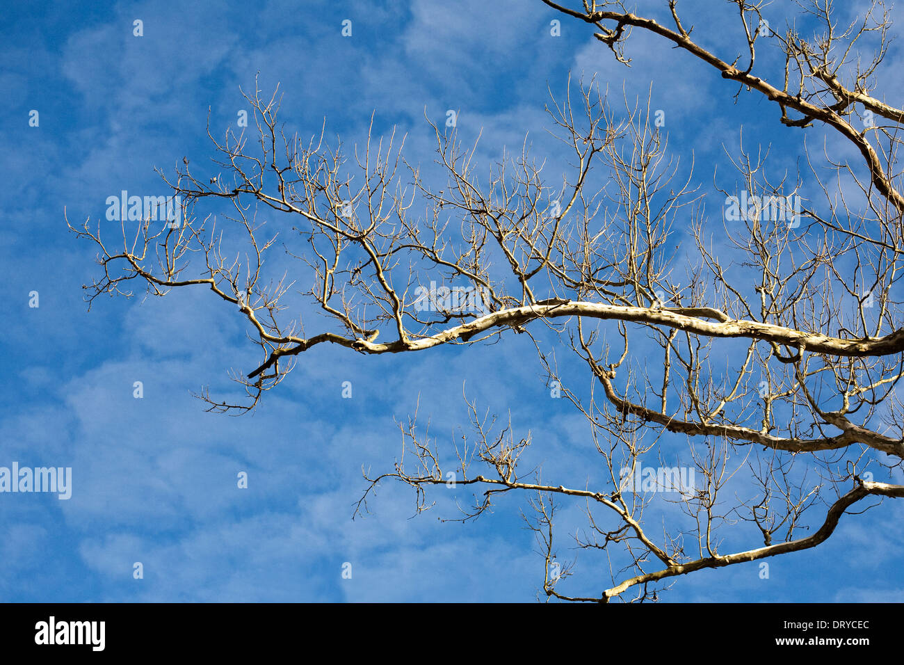 Winter sunlight on tree branches. Stock Photo