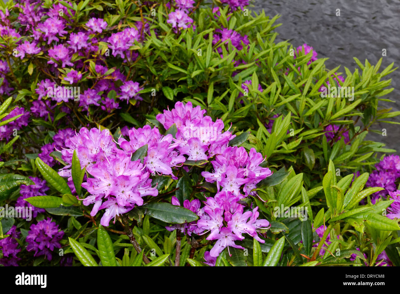 Rhodedenrons at the Gap of Dunloe in County Kerry, Ireland Stock Photo