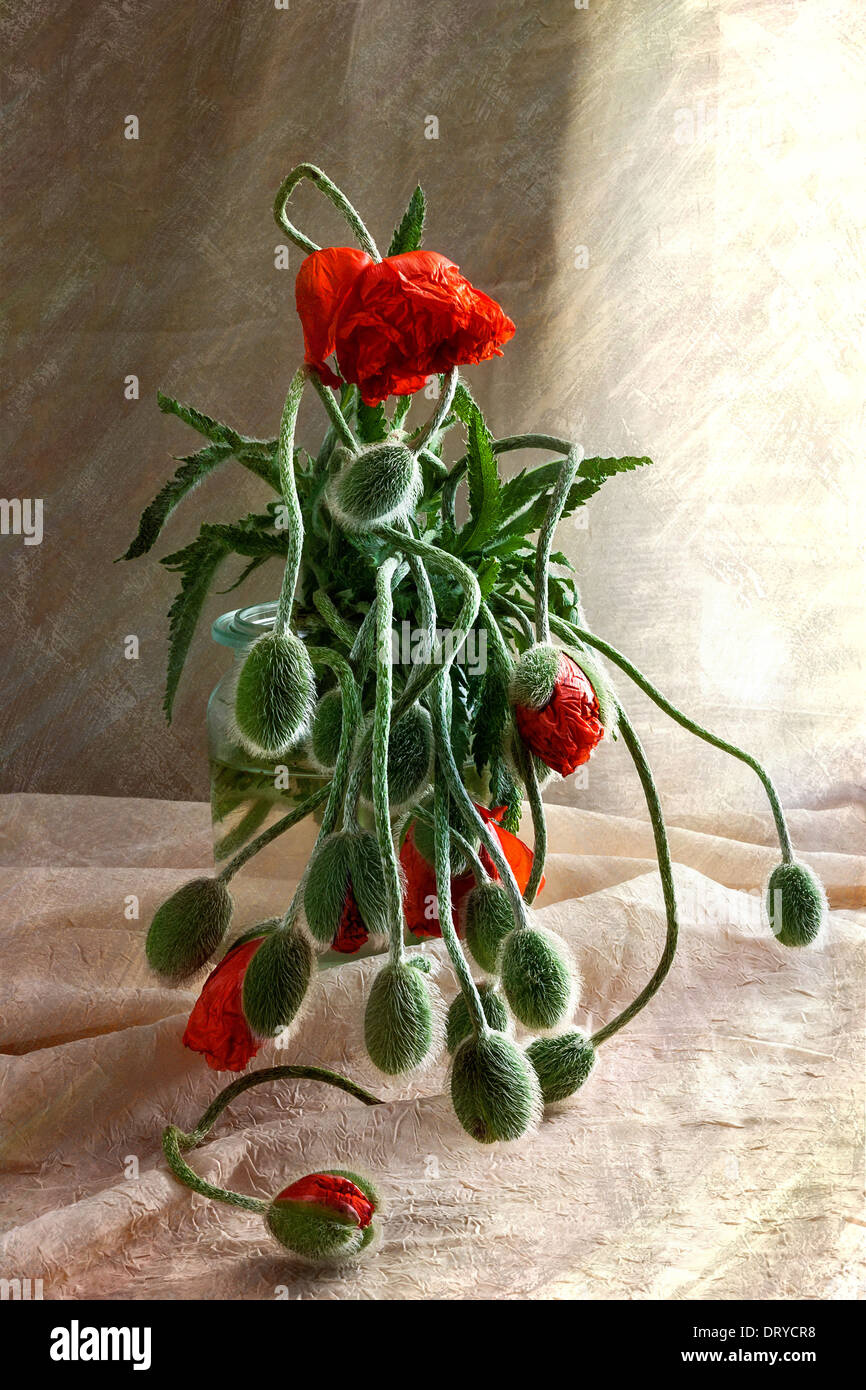 Still life with a bouquet of poppies Stock Photo - Alamy