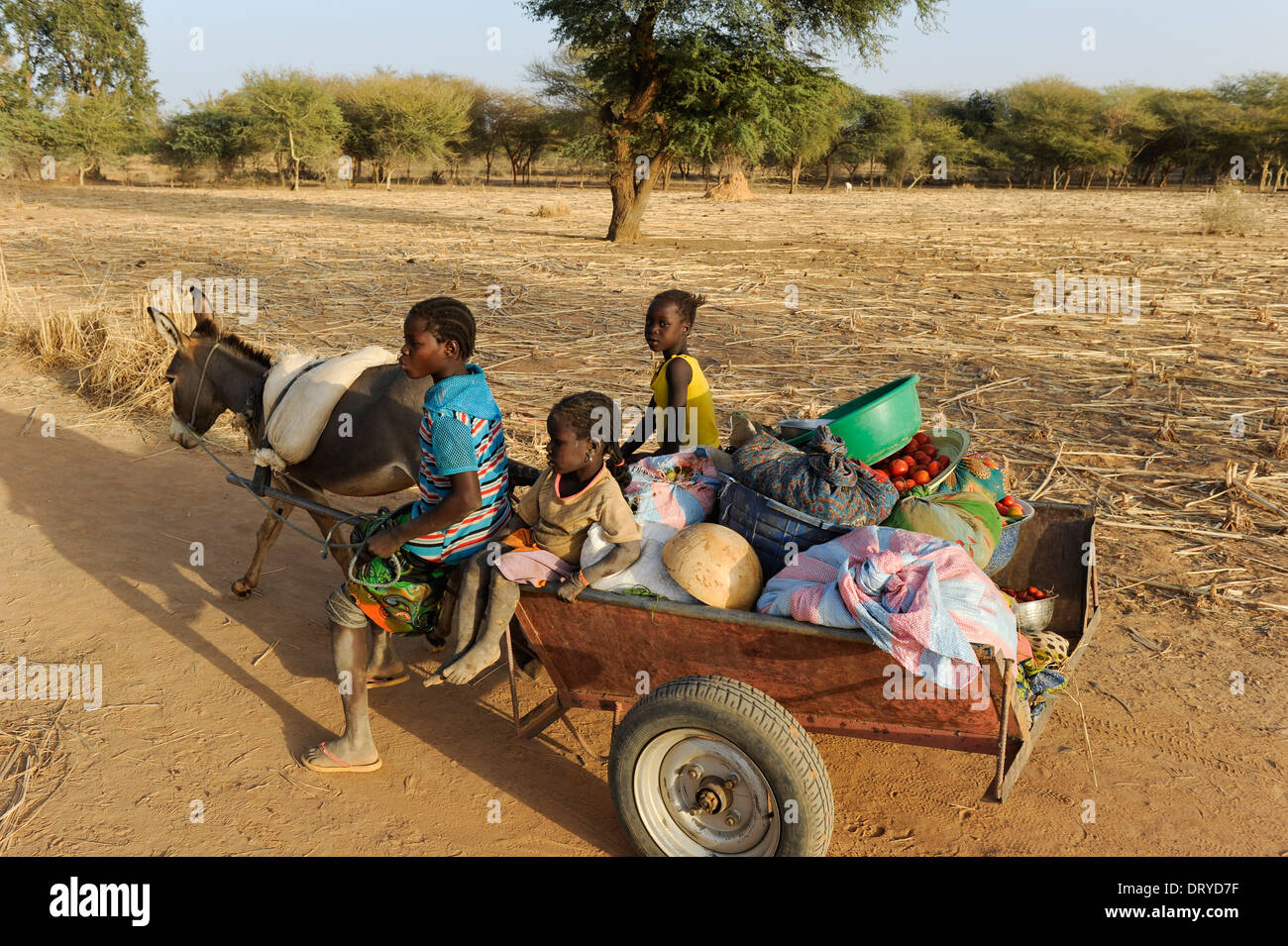 BURKINA FASO Kaya, children transport vegetables with donkey cart from farm to market, donkeys are a target by Chinese buyers for export to produce gelantin from donkey skin to extract Ejiao for Traditional Chinese Medicine TCM Stock Photo