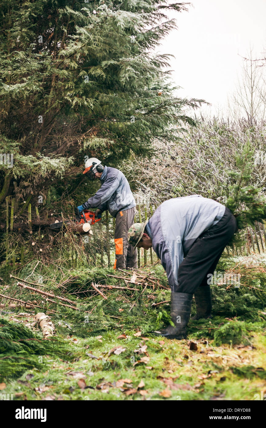 Professional gardeners pruning trees. Stock Photo