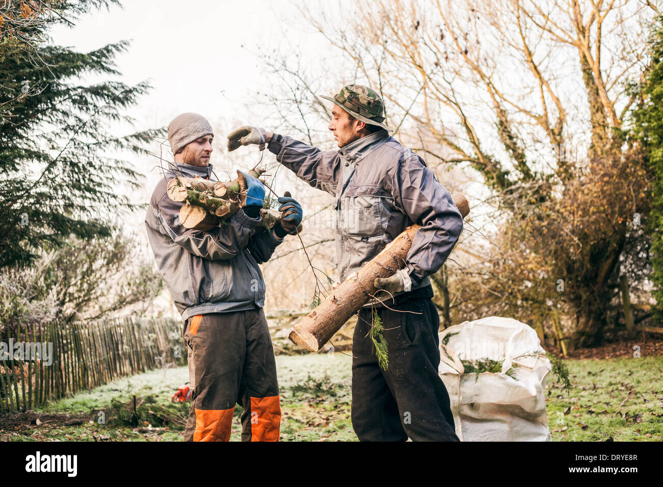 Professional gardeners pruning trees. Stock Photo