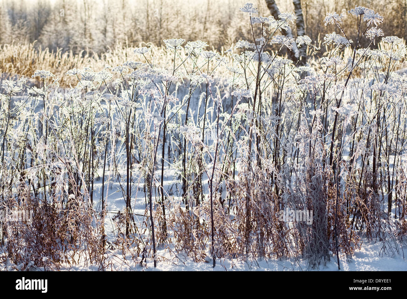 Abstract frozen tree branches hi-res stock photography and images - Alamy
