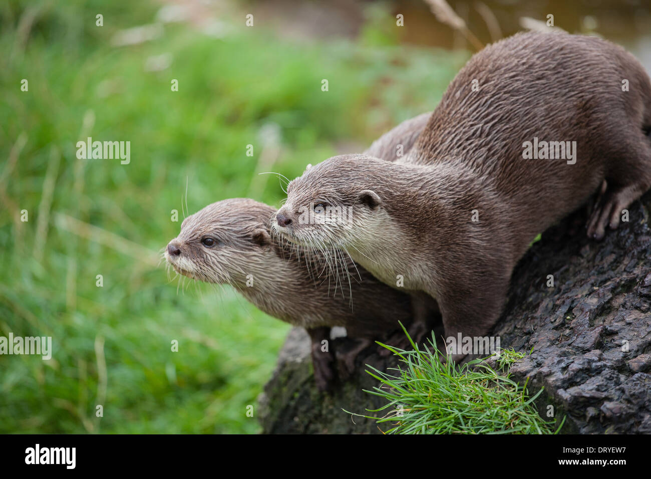 Two Asian short-clawed otters (Ambionyx Cinereus) sit on a log at Blair Drummond Safari Park, Stirlingshire, Scotland. Stock Photo