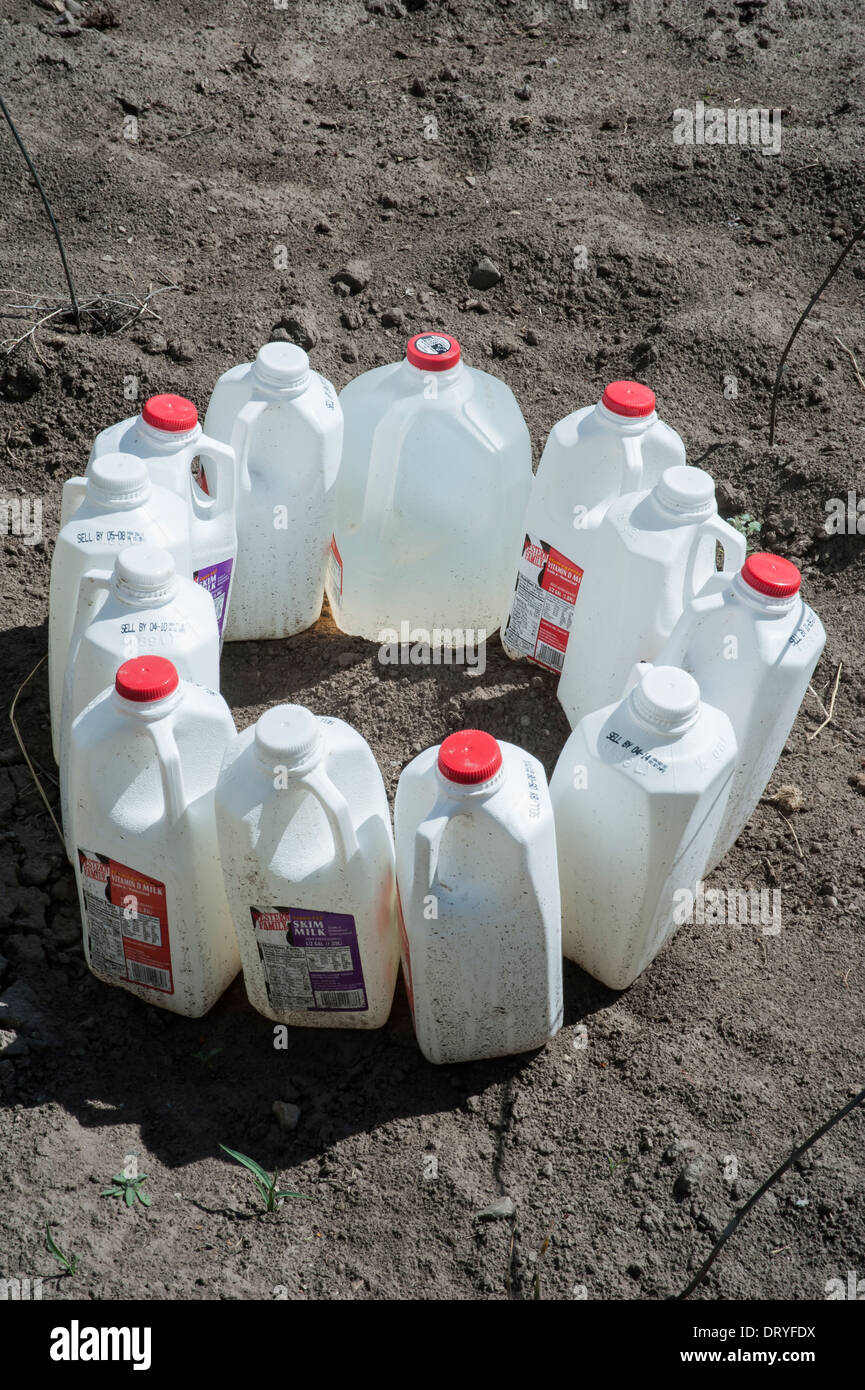Used milk cartons are filled with water that heats up during the day and keeps the plants warm at night in a garden in Montana. Stock Photo