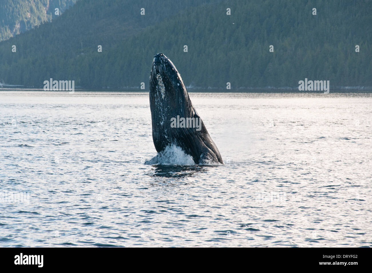 A humpback whale skyhopping in Pacific coastal waters in the Great Bear Rainforest, British Columbia, Canada. Stock Photo