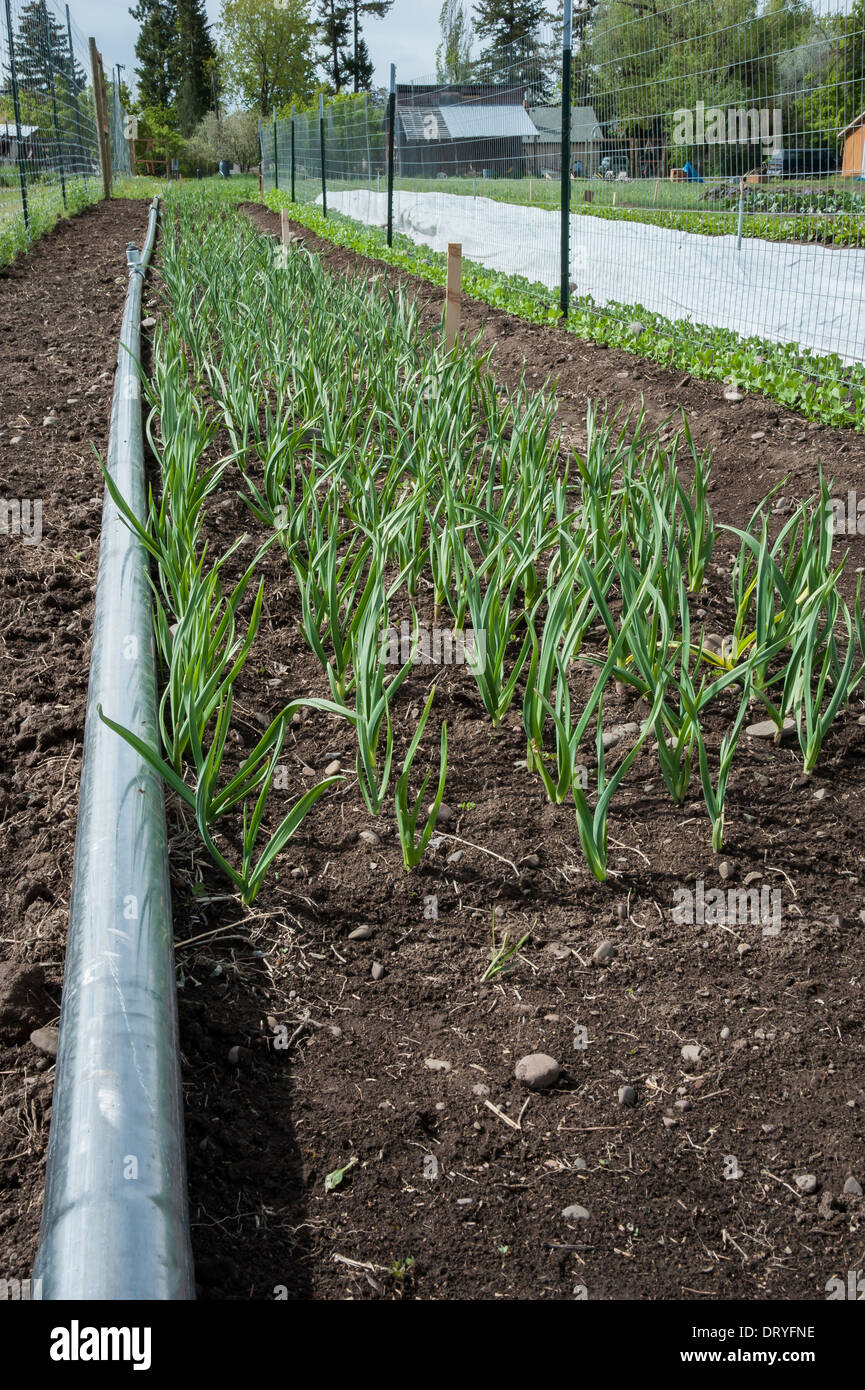 Corn growing in a community garden in Missoula, Montana. Stock Photo