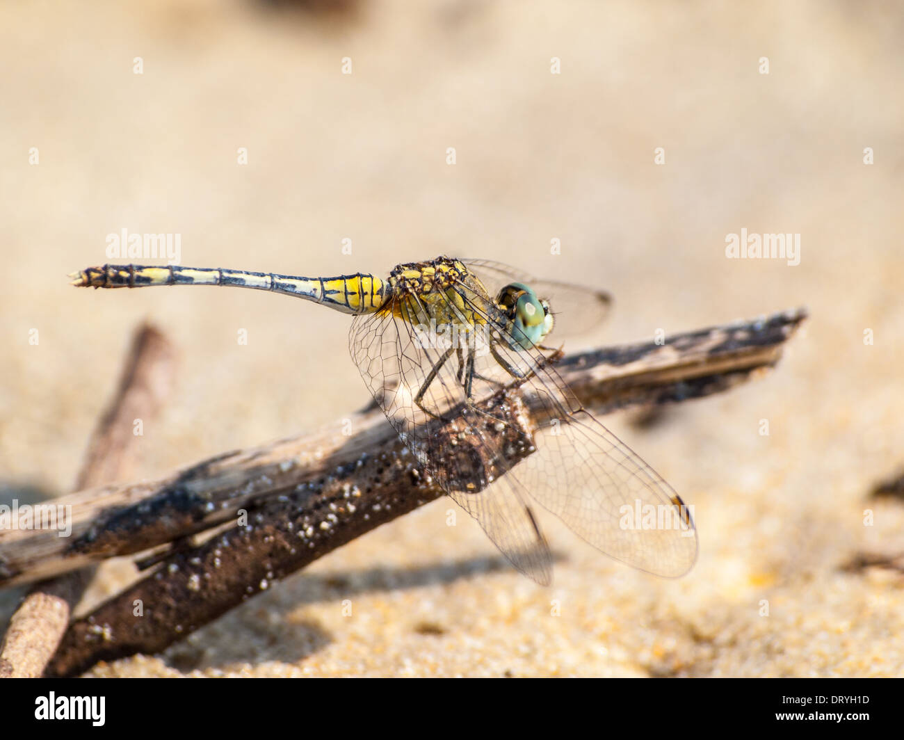Dragonfly closeup in the beach Stock Photo - Alamy