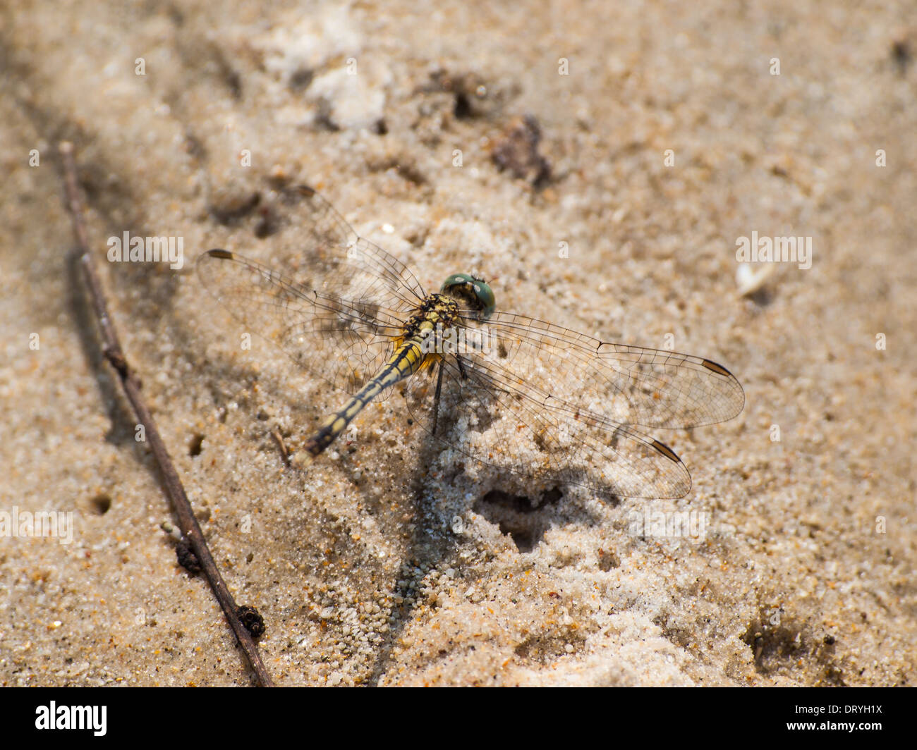 Dragonfly closeup in the beach Stock Photo - Alamy