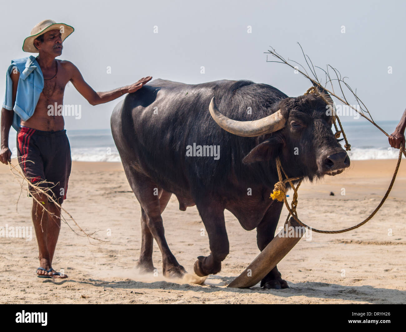 man-walking-with-an-ox-in-betalbatim-bea