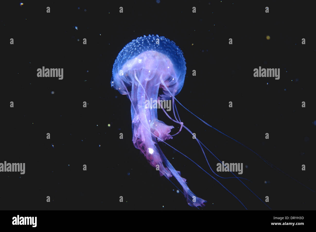 Jellyfish Pelagia noctiluca, Osborne Shoals, Sydney, New South Wales, Australia. Stock Photo