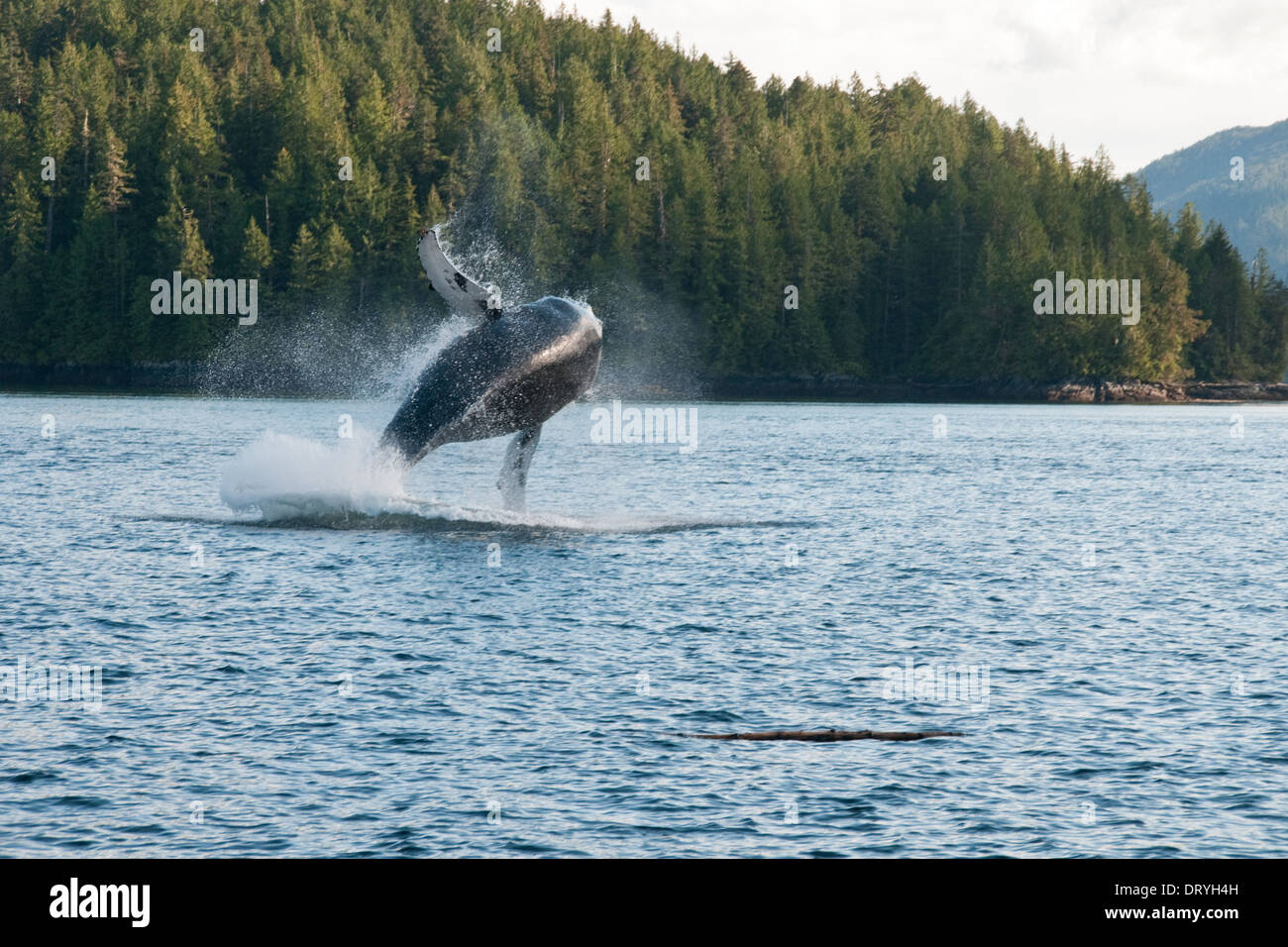 A humpback whale breaching in Pacific coastal waters in the Great Bear Rainforest, north coast, British Columbia, Canada. Stock Photo