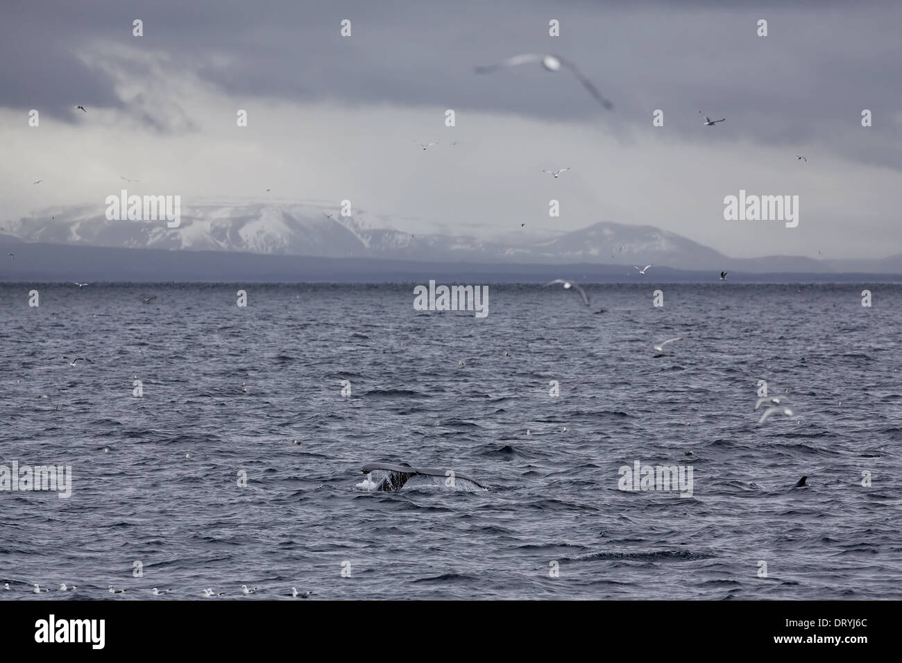 Humpback whale tail birds hi-res stock photography and images - Alamy