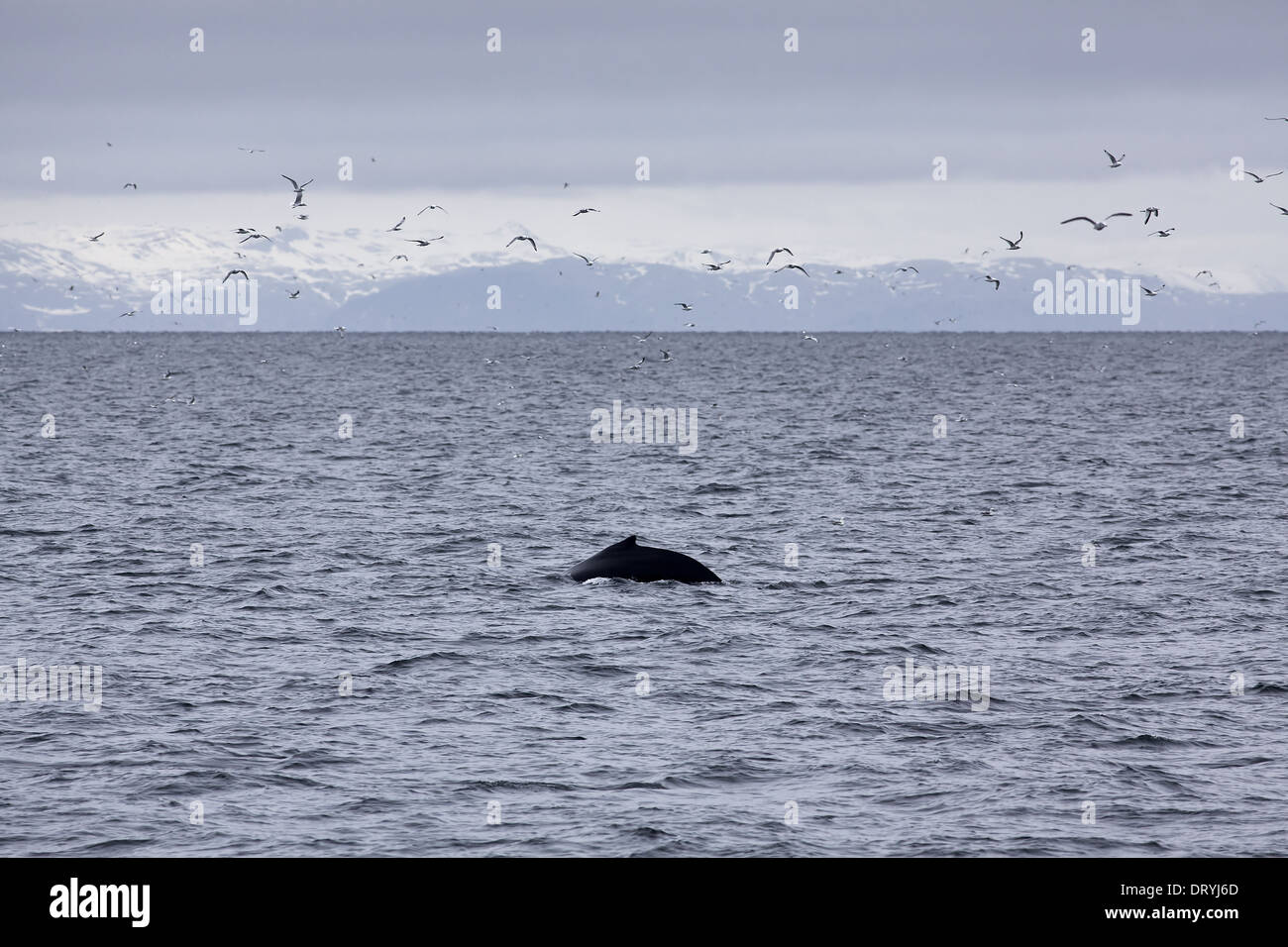 Humpback Whale Birds High Resolution Stock Photography and Images - Alamy
