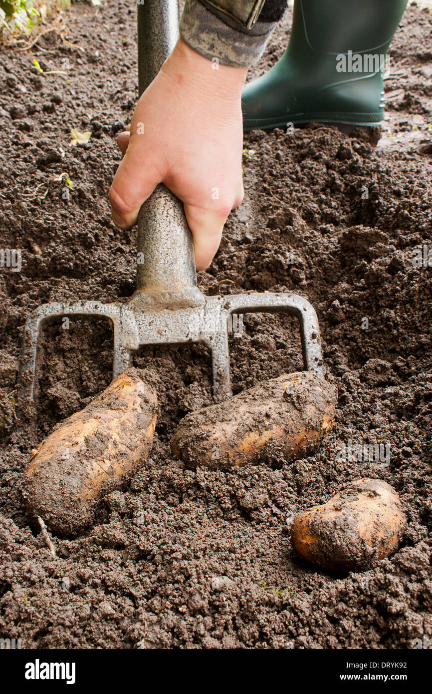Gardener harvesting a potato crop with a garden fork. Stock Photo