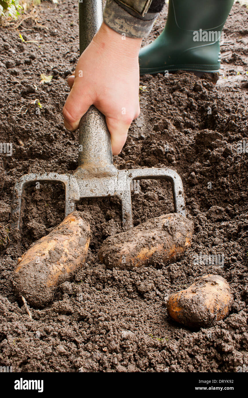 Gardener harvesting a potato crop with a garden fork Stock Photo