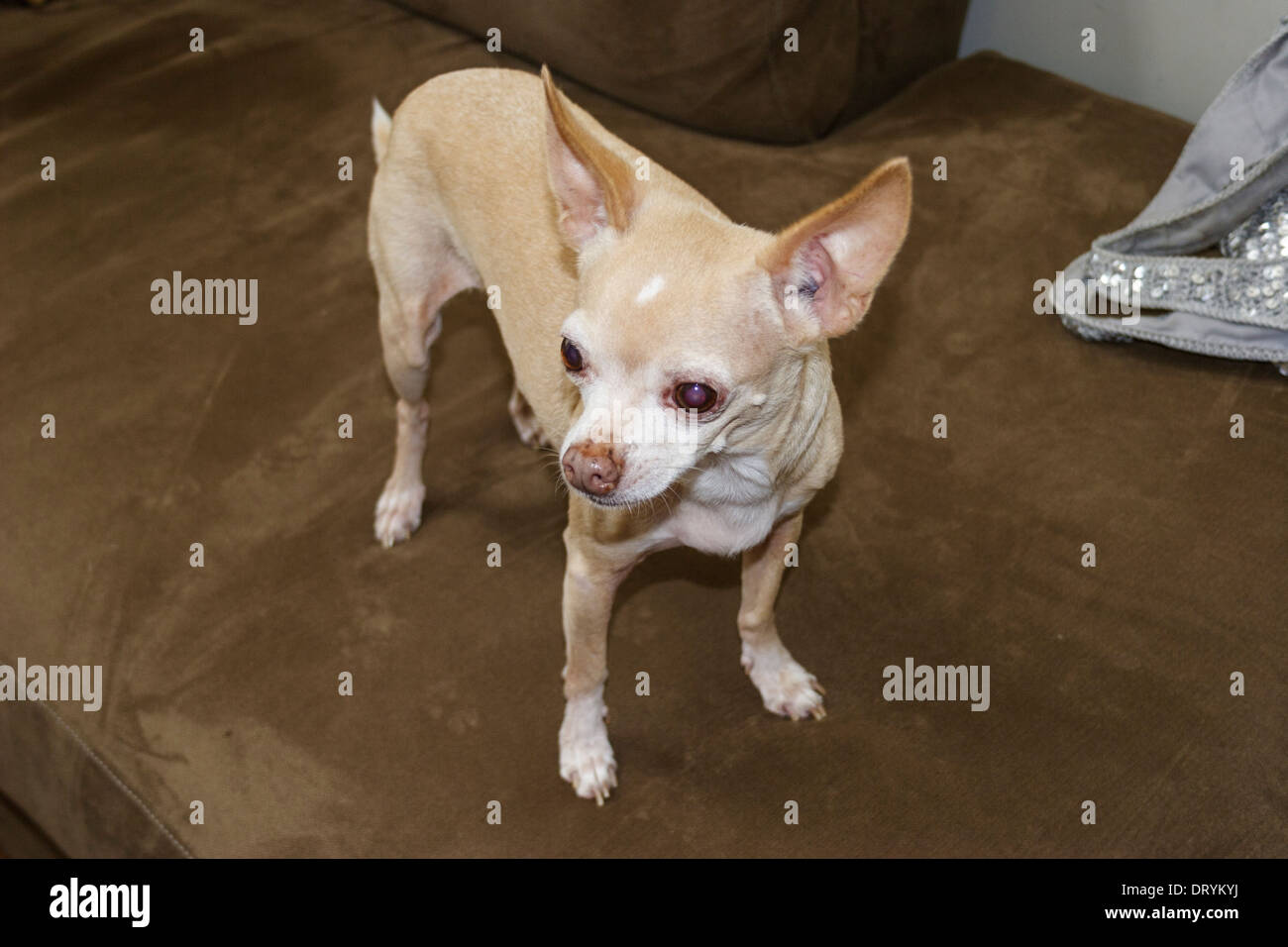 elderly chihuahua
