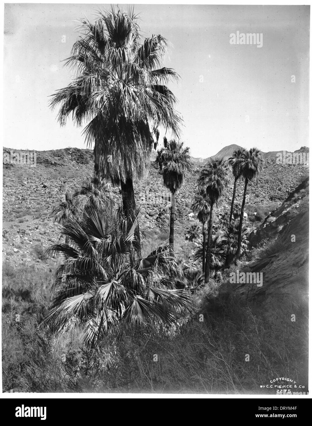 Murray canyon palm springs hi-res stock photography and images - Alamy