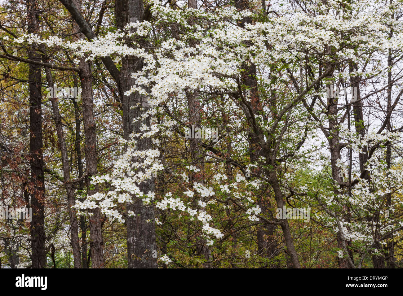 Dogwood trees in bloom in April in Callaway Gardens, Pine Mountain, Stock Photo Alamy