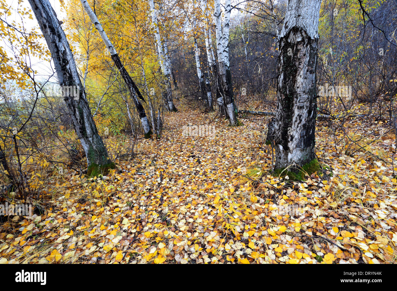 autumn woods trail Stock Photo