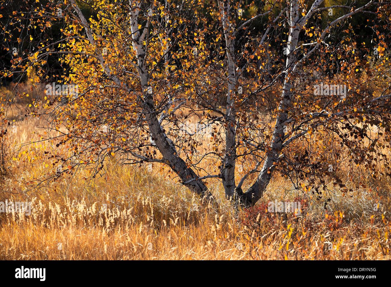 birch trees in autumn Stock Photo