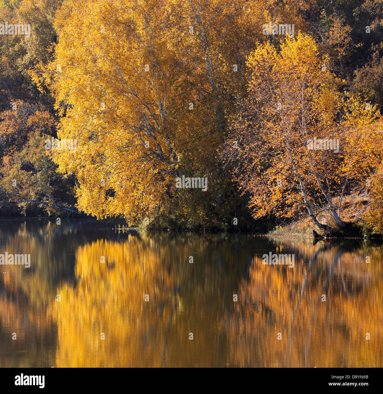 birch woods in autumn Stock Photo