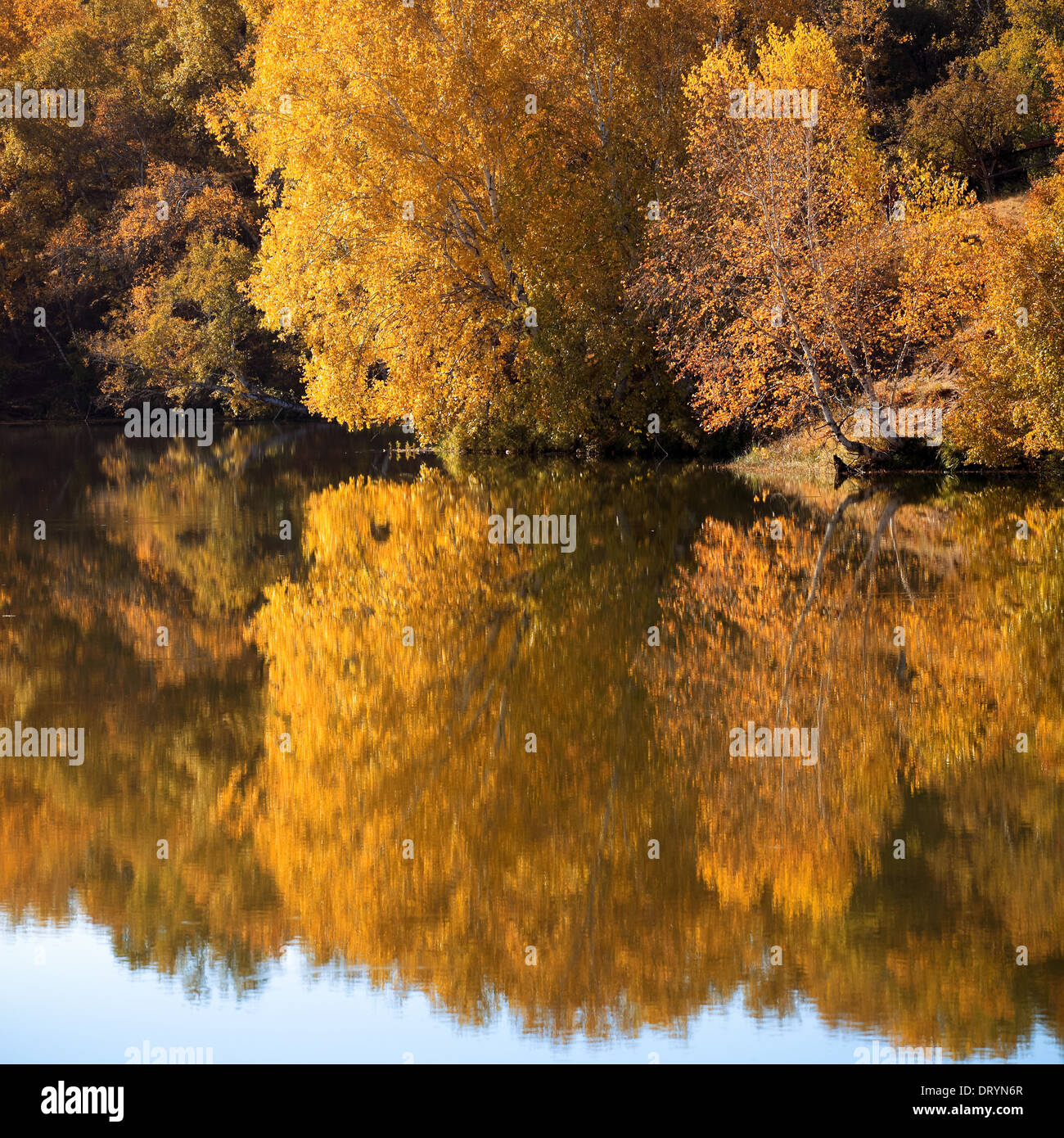 woods lake in autumn Stock Photo