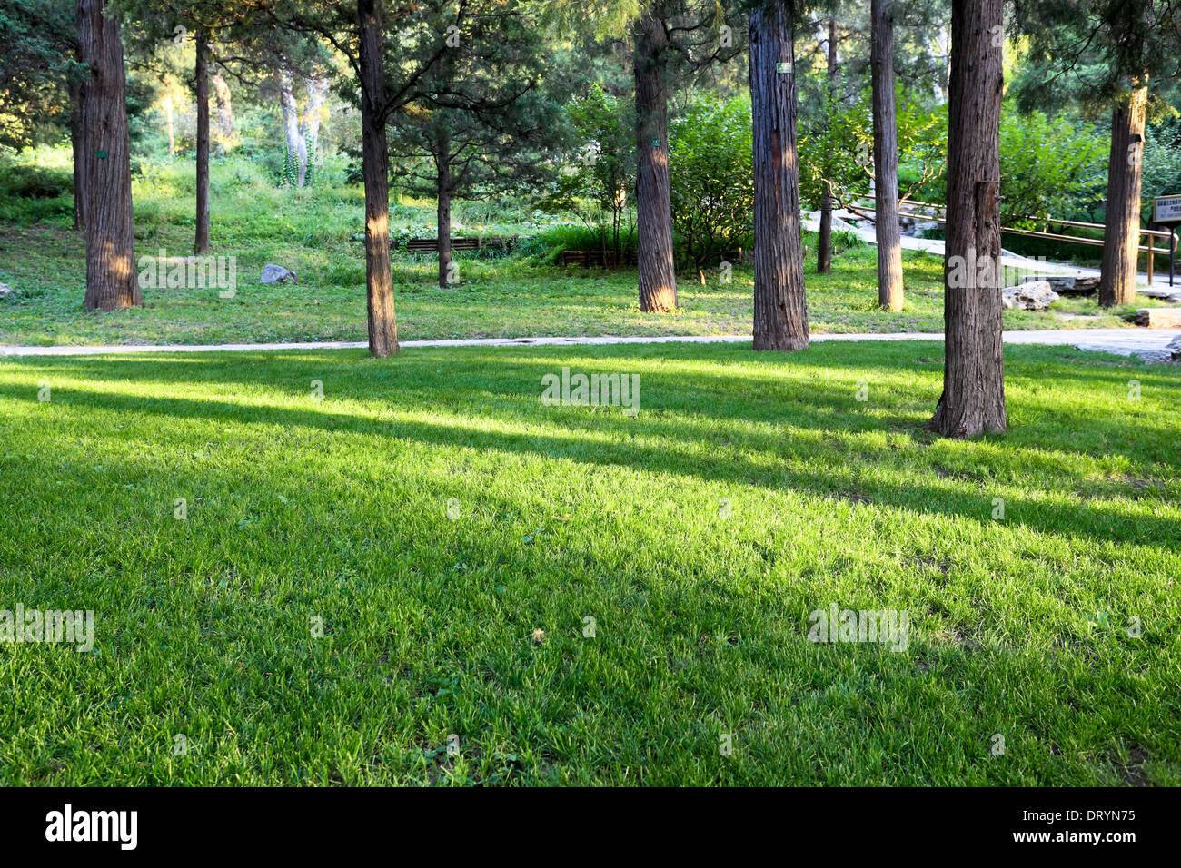 green lawn and tree Stock Photo