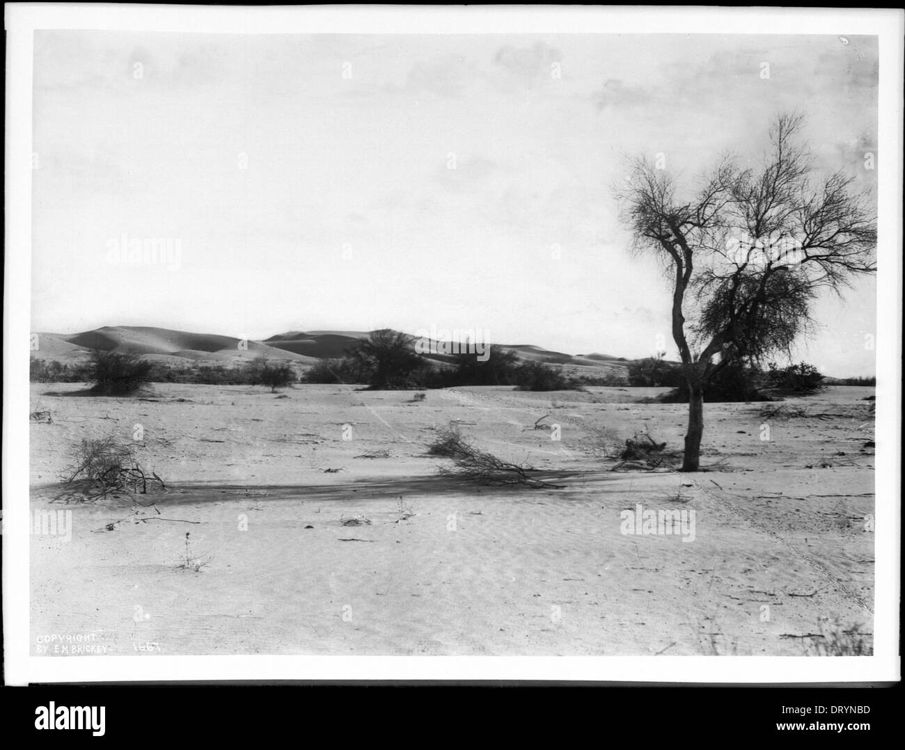 A mesquite tree in the desert, ca.1903 Stock Photo Alamy