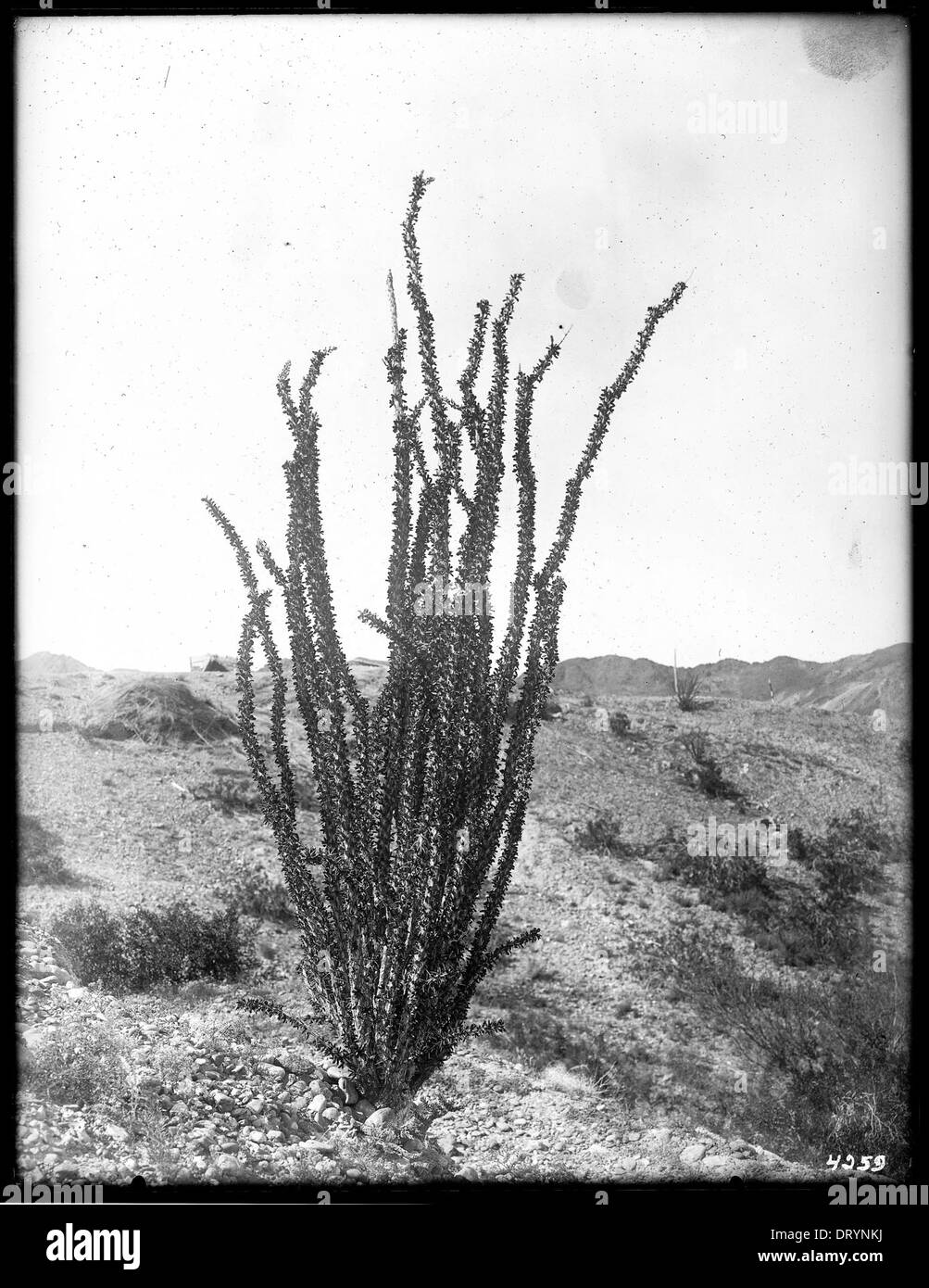 A specimen of Ocotillo (Fonquiera Splendeus), or Candle wood, or Cane