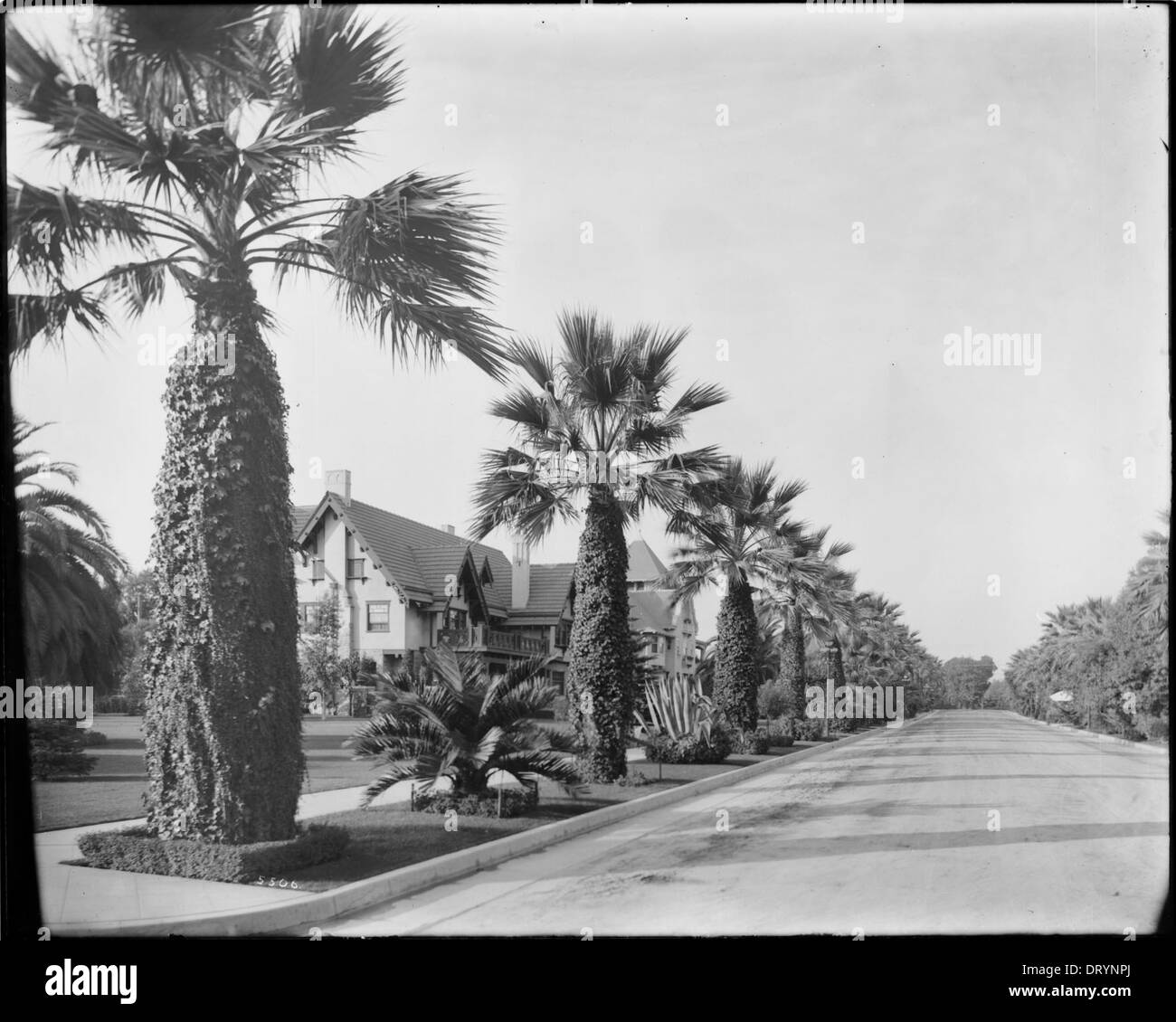 A view of the palm trees and large homes that line Chester Place