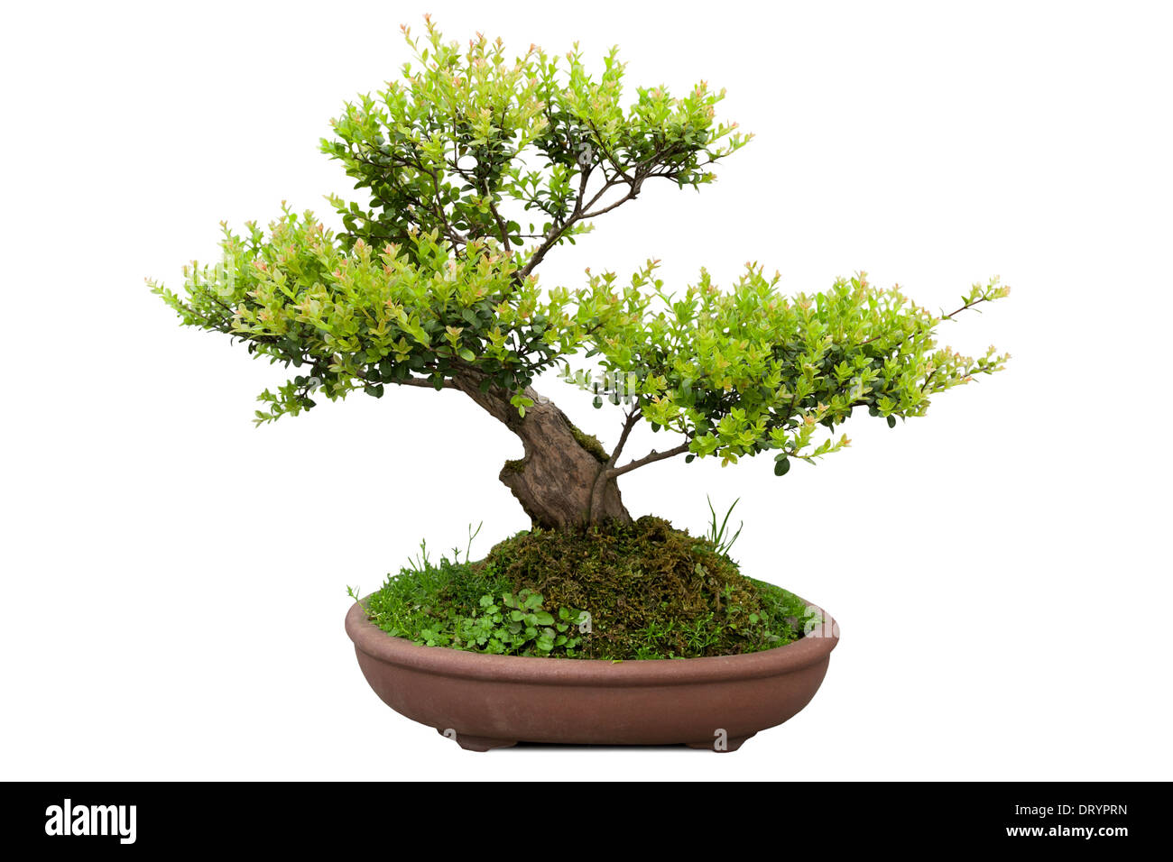 bonsai tree of elm Stock Photo