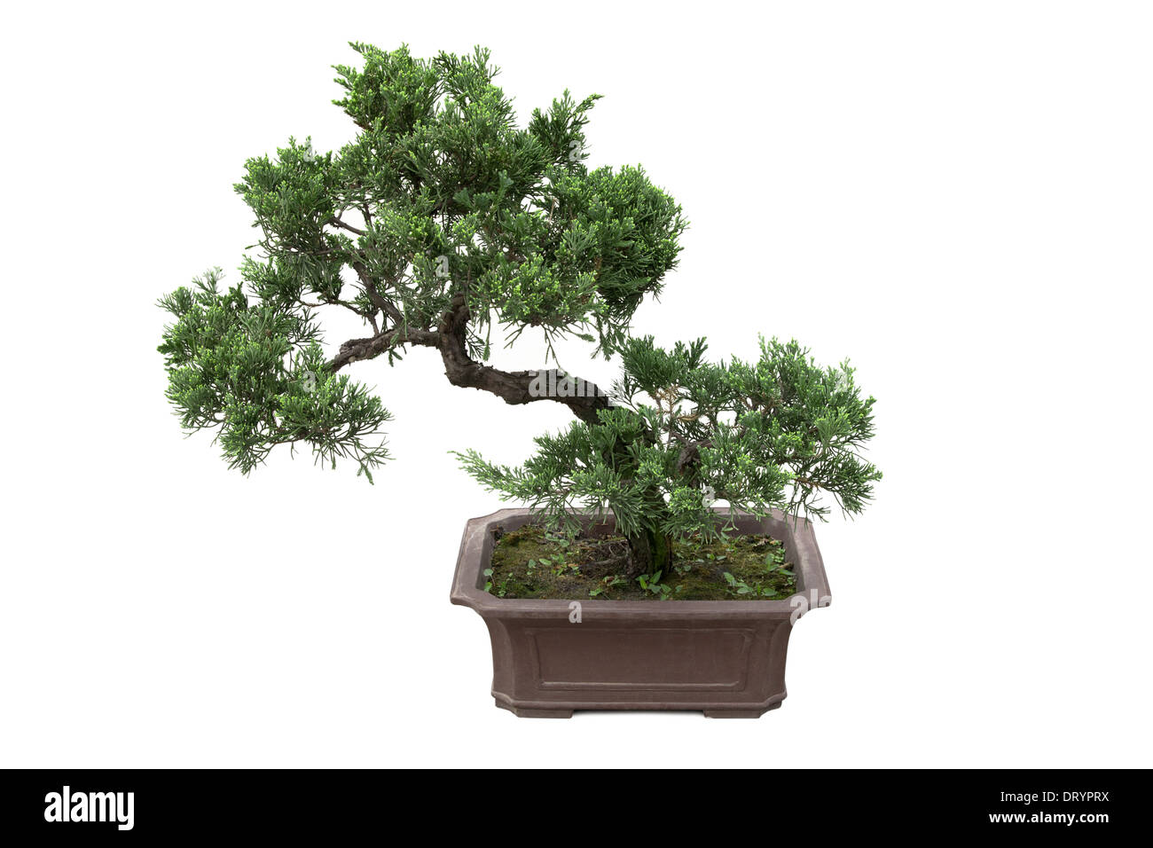 chinese bonsai tree Stock Photo