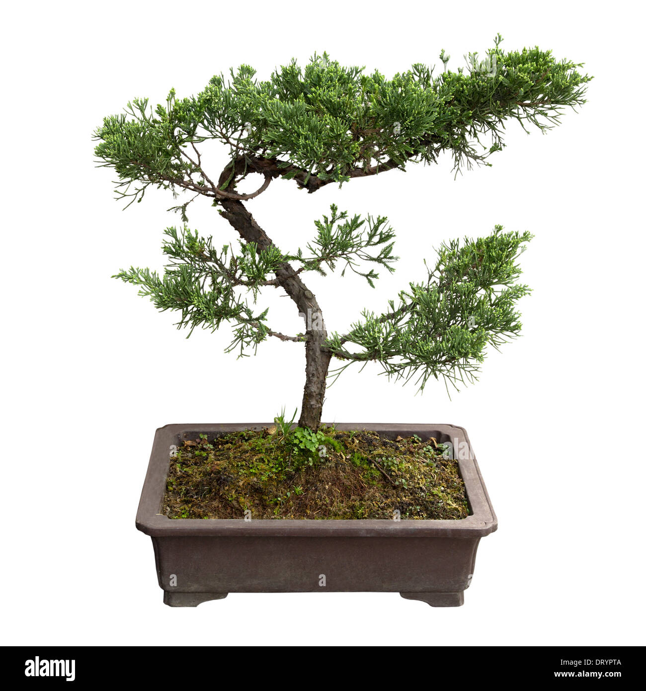bonsai tree of pine Stock Photo