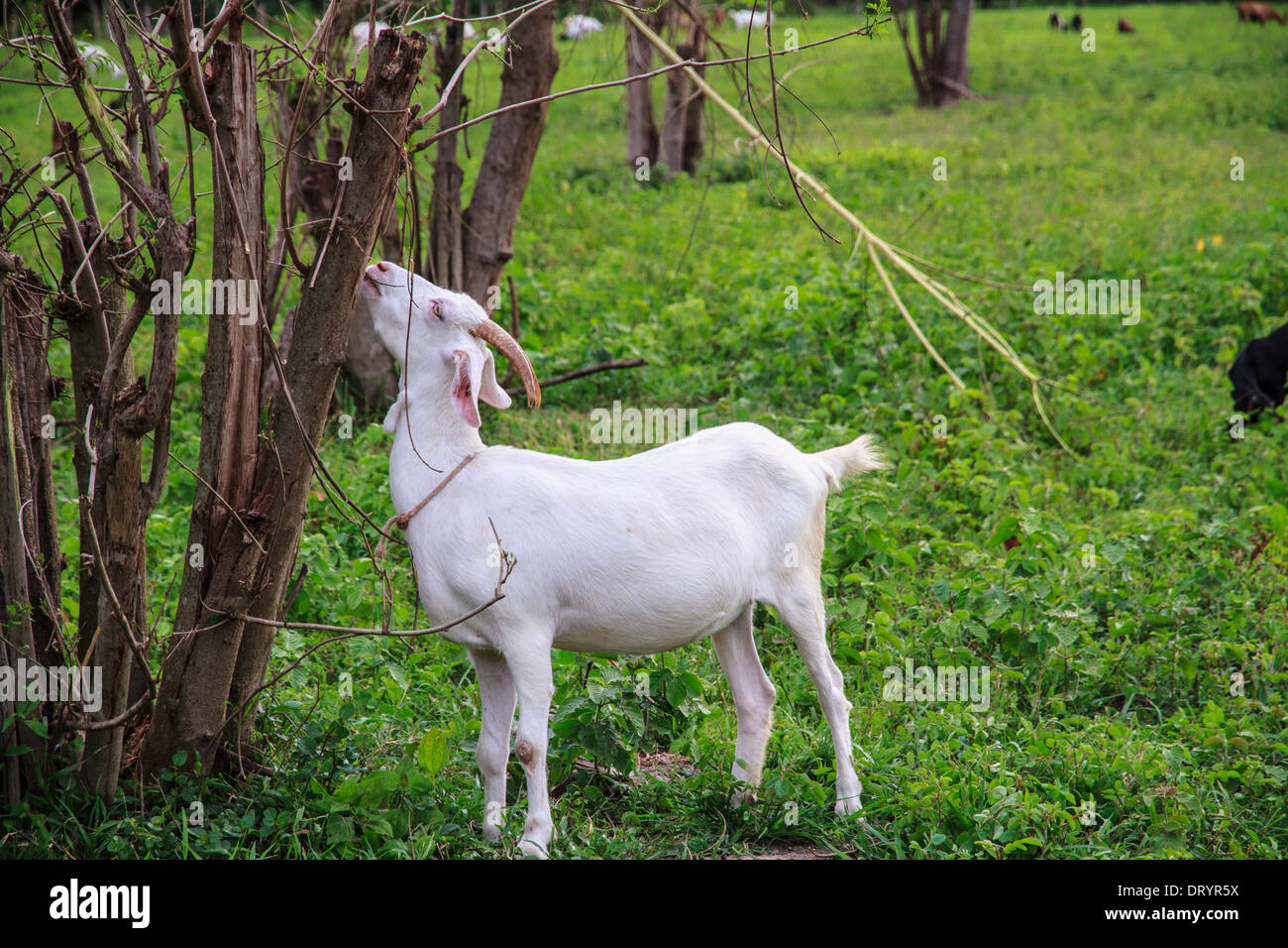 Grazing goats and green plants. Stock Photo