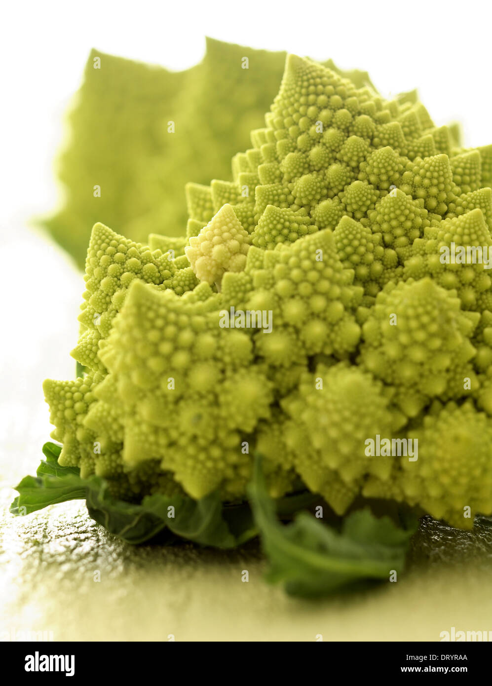 Still life of three romanesco cauliflower or broccoli heads Stock Photo