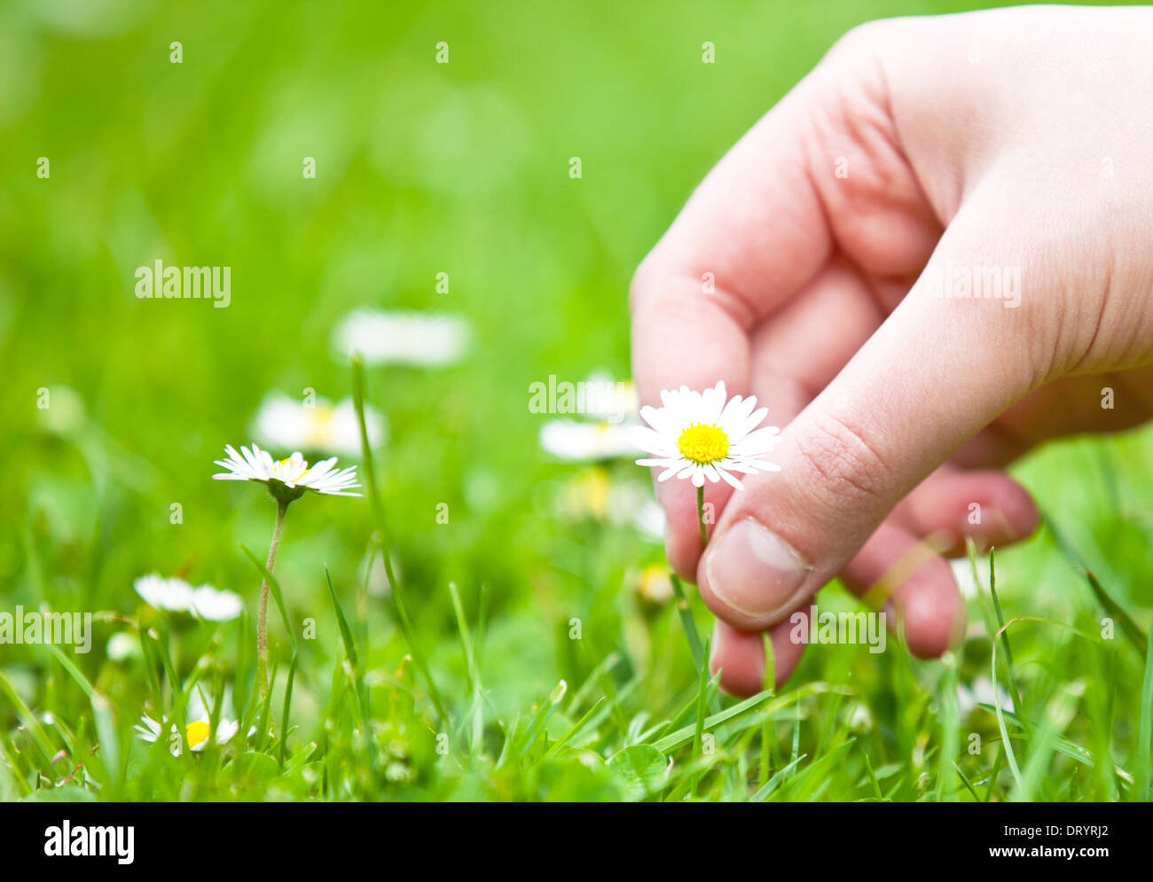 Picking flowers on green meadow Stock Photo