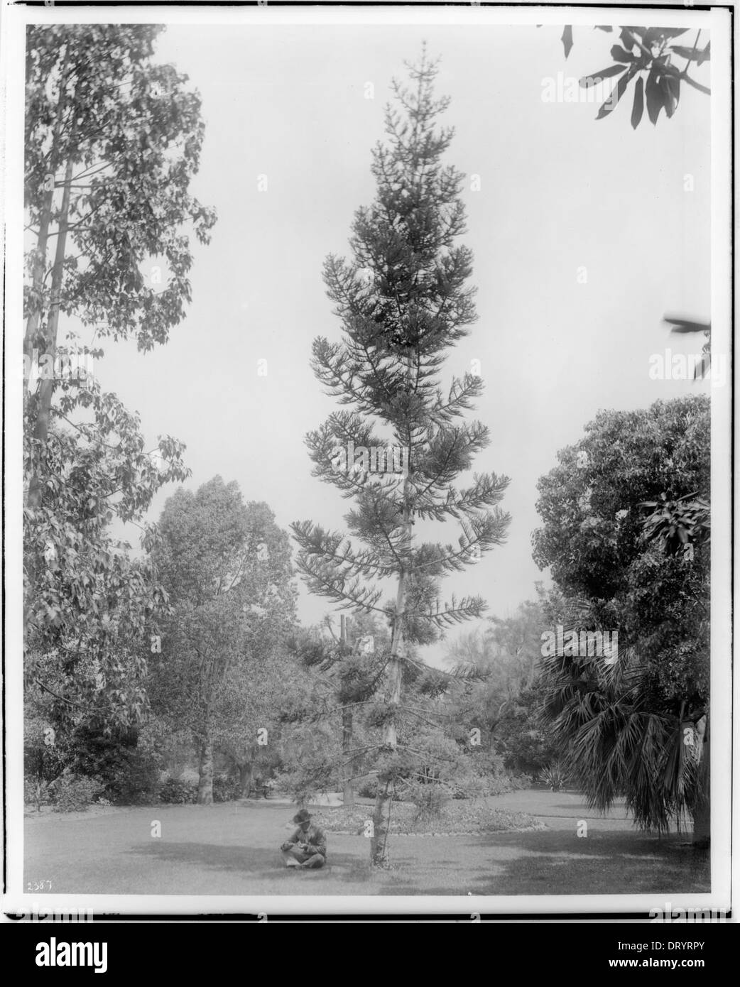 A man sitting beneath a tall sparse pine tree (Araucaria Cunninghamii) in a park, ca.1901 Stock Photo