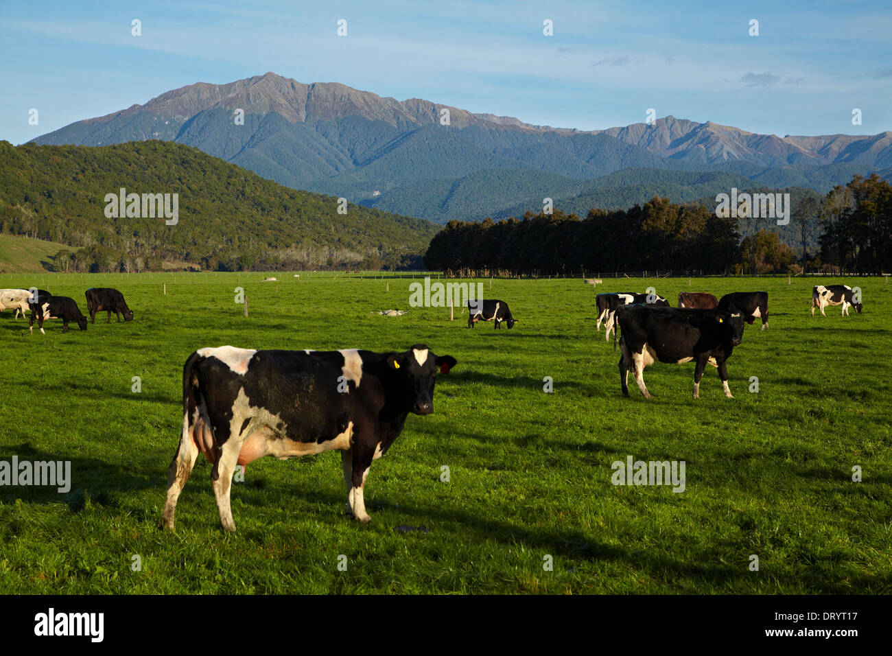 Dairy cows near Maruia, Buller Region, West Coast, South Island, New Zealand Stock Photo