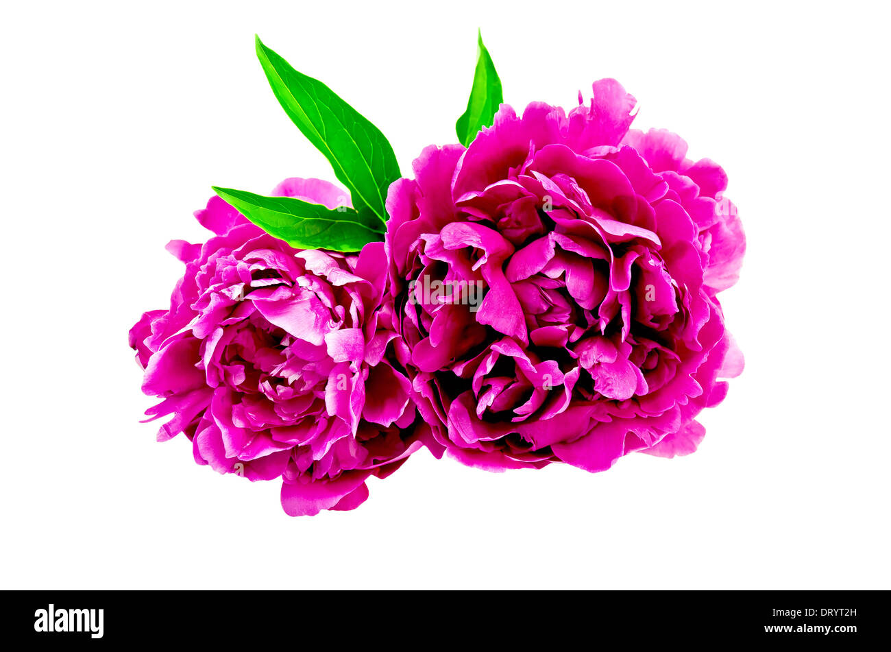Two bright pink peony with green leaves isolated on white background ...