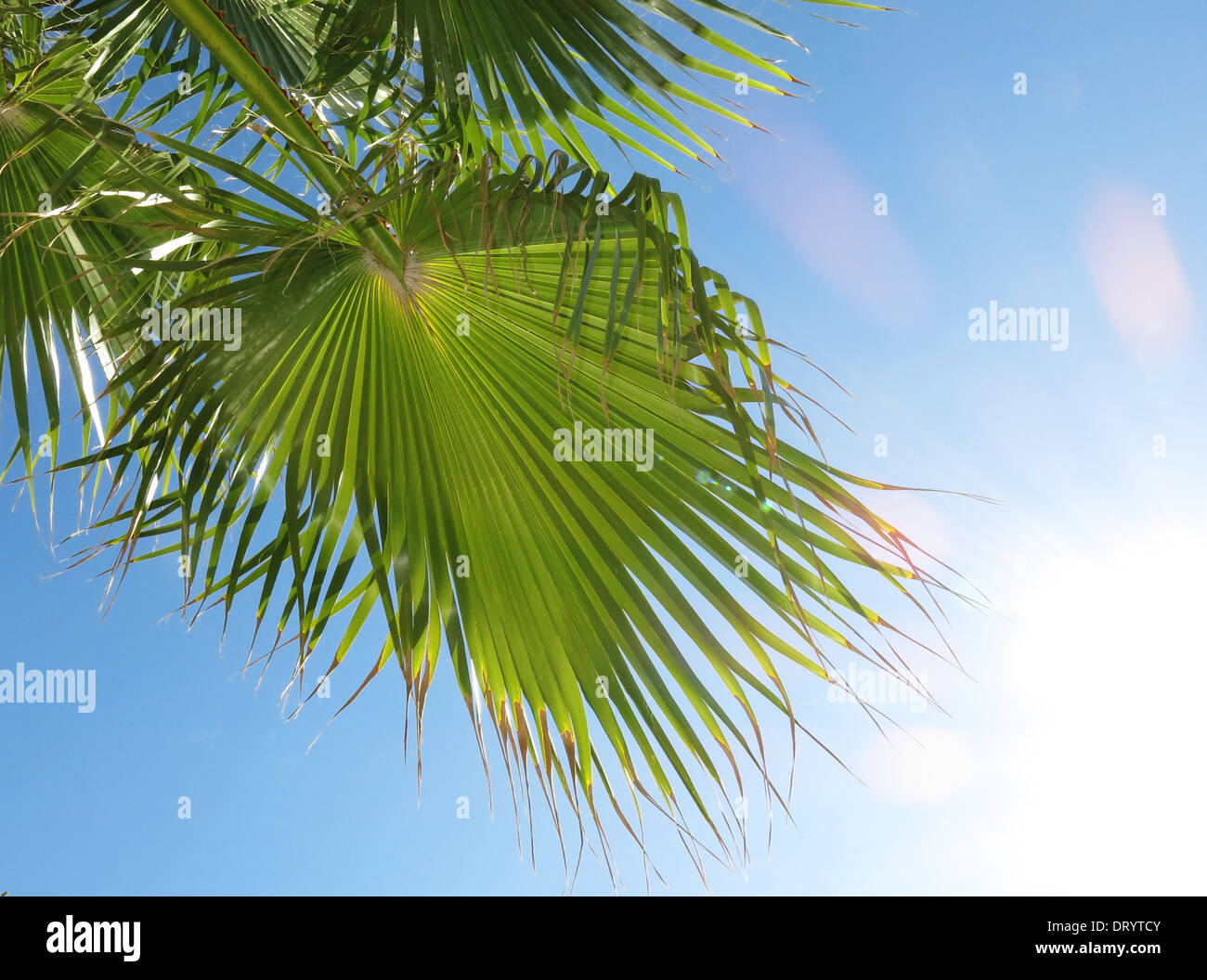 Palm leaf in front of bright blue sky Stock Photo - Alamy