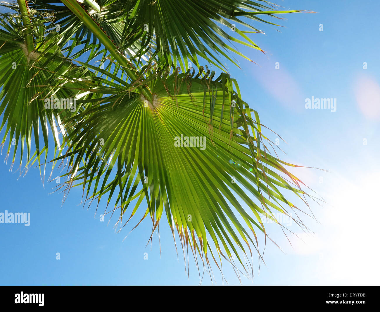 Palm leaf in front of bright blue sky Stock Photo - Alamy