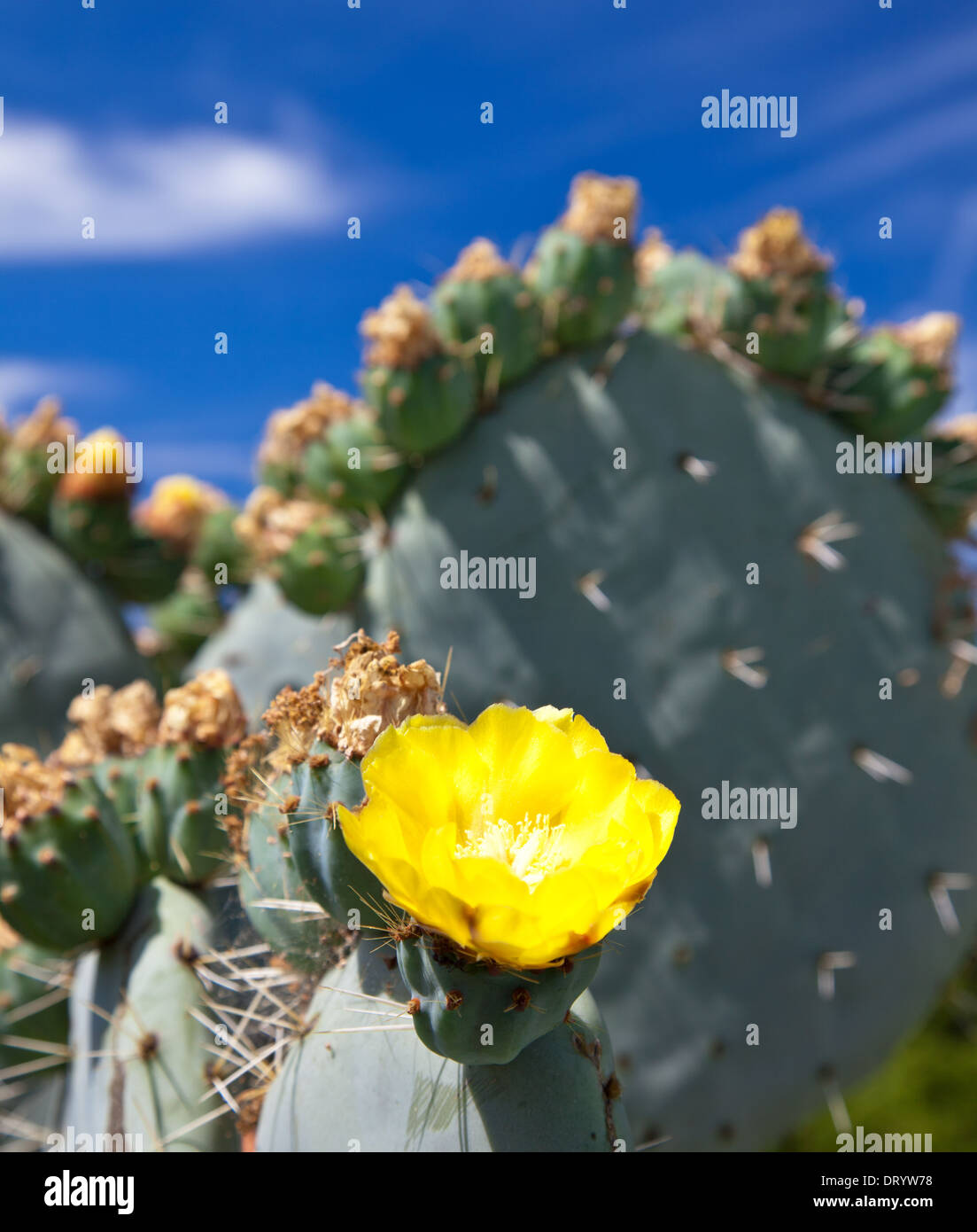Blooming cactus. Stock Photo