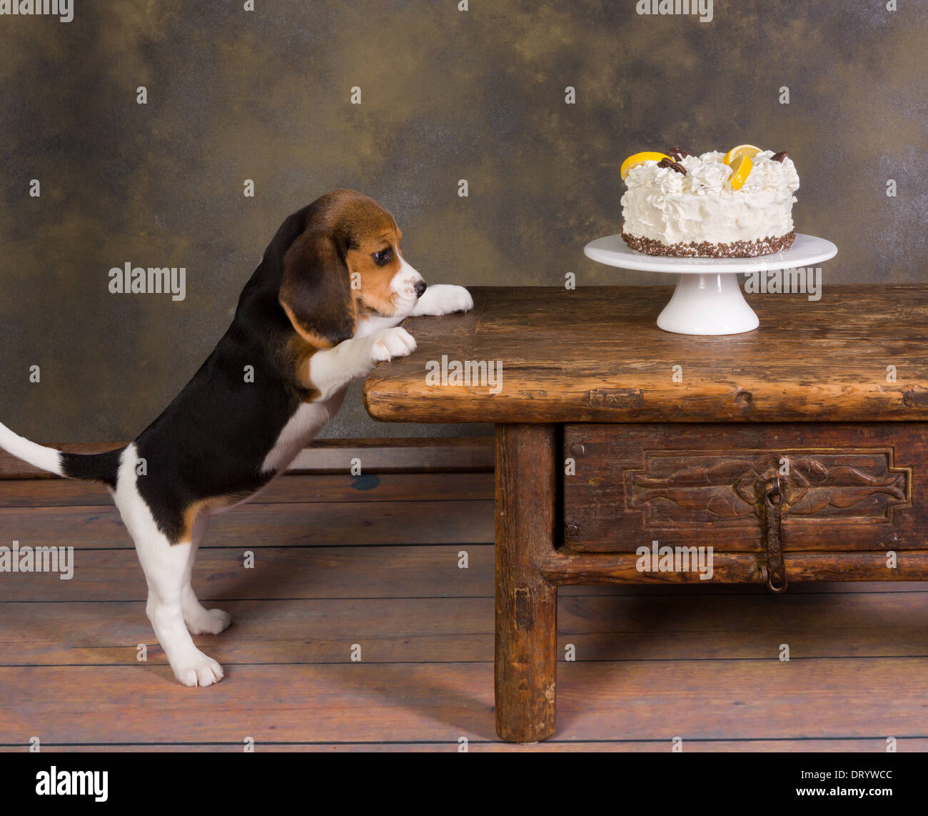 Seven weeks old cute little beagle puppy watching a delicious frosted cake Stock Photo