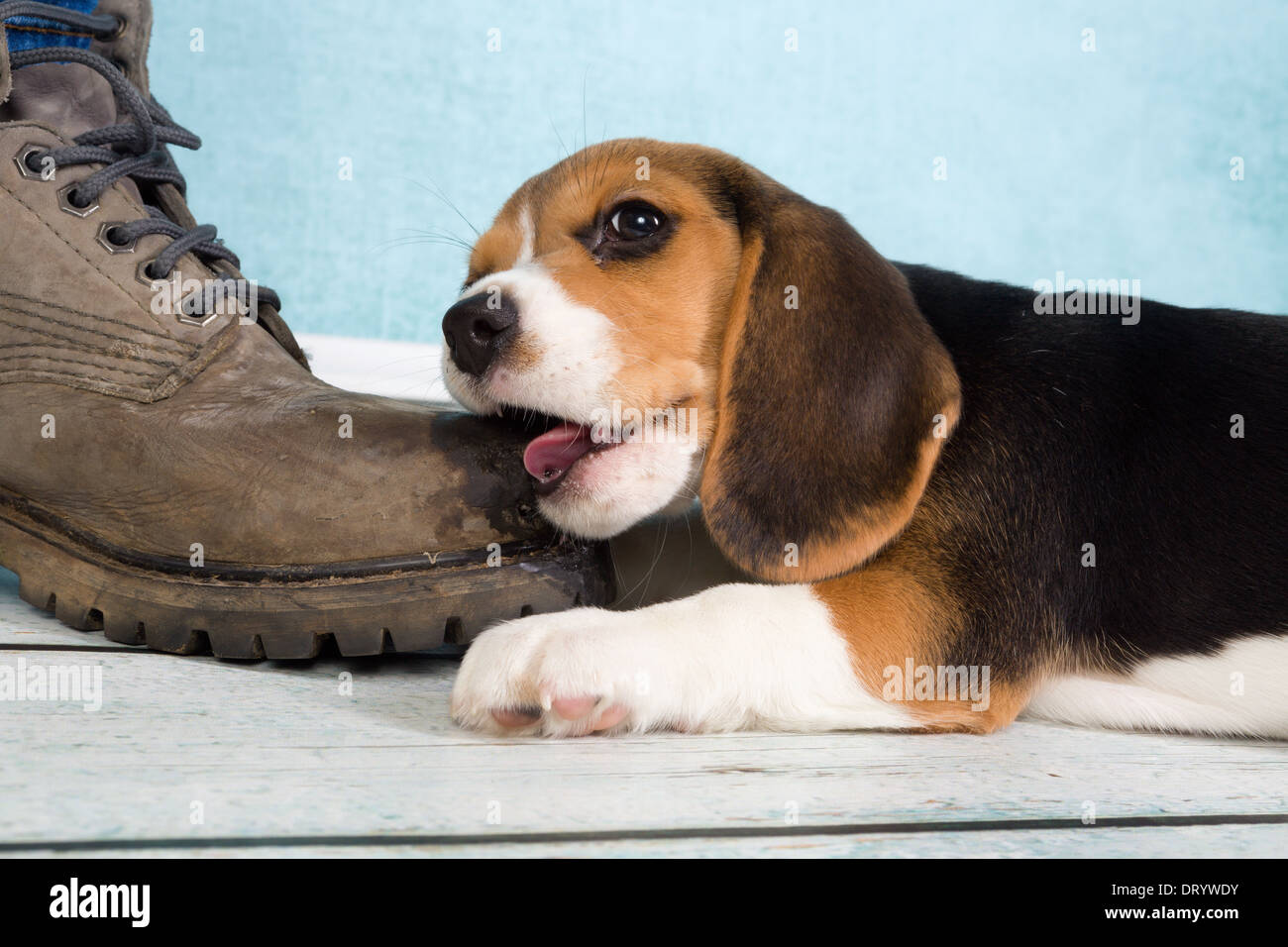 Seven weeks old cute little beagle puppy chewing on some one's foot