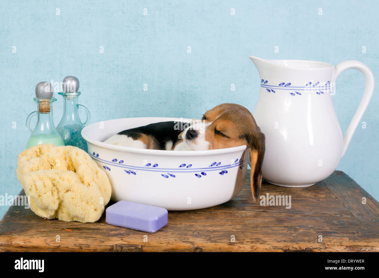 Sleepy seven weeks old little beagle puppy lying in a vintage washtub