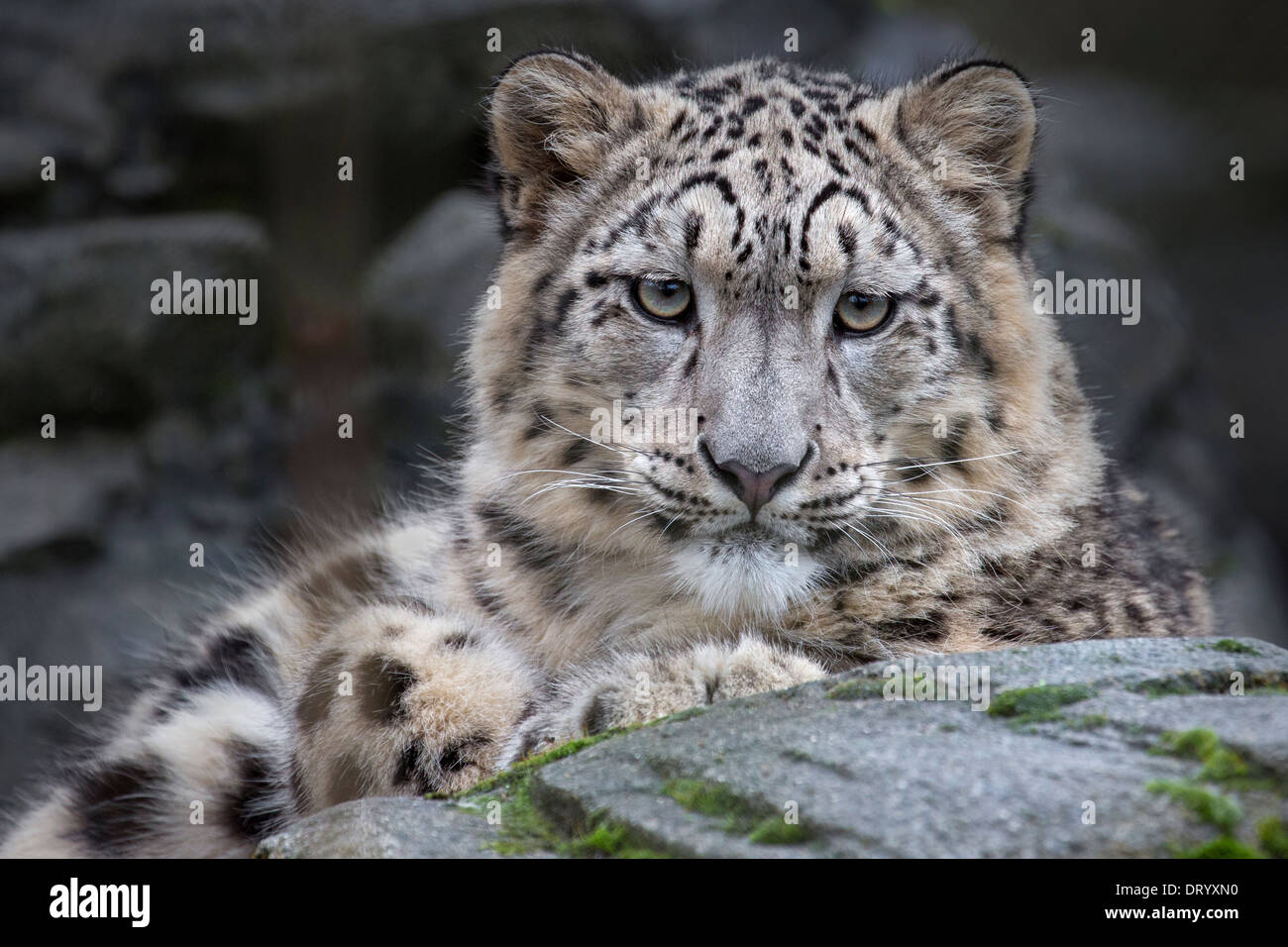 Snow Leopard cub 8.5 months old Stock Photo